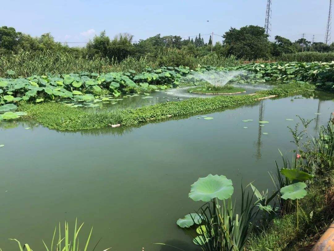 生态净水系统